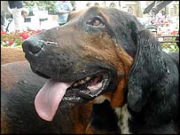 Commons leader Peter Hain is expected to set out a timetable for a vote on a hunt ban on Thursday, although the ban may be deferred for two years.